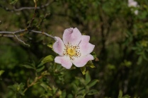 Eine Blüte der Wildrose