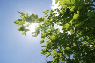 Die Sonne strahlt durch das Grün des Ahorn-Baumes. Der Ahorn ist einer der ersten Bäume, der Brachen wieder besiedelt.