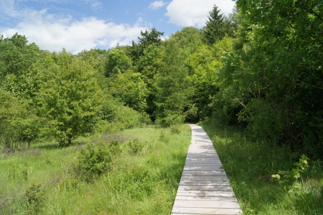 Ein Bretter-Steg führt in den eigentlichen Wald.